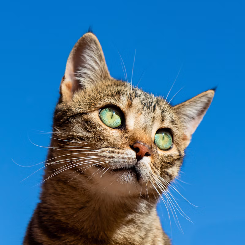 cat.jpg